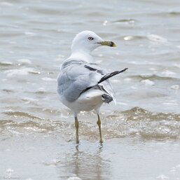 Ring-billed Gull